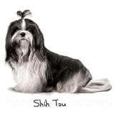 Dog Breed Women's T-Shirt : Shih Tzu