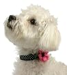 Dog Collar - Daisy Diva Designer Fashion Collar - Black and White Dots with Hot Pink Daisy Accents - Medium