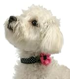 Dog Collar - Daisy Diva Designer Fashion Collar - Black and White Dots with Hot Pink Daisy Accents - Medium