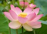 Pink Sacred Water Lily 5 Seeds - Nelumbo nucifera