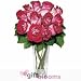 12 Fire and Ice Roses