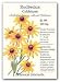 Rudbeckia Fulgida Goldstrum Black Eyed Susan Heirloom Seeds