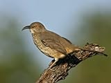 IMAGE OF Curve-Billed Thrasher, Toxostoma Curvirostre, Southwestern North America Stretched Canvas Poster Print by Arthur Morris, 30x40