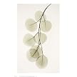 Eucalyptus Poster - 18x11"