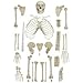 Herindera Human Disarticulated Skeleton RS.1000.00