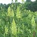 Canadian Milk Vetch (Astragalus canadensis) - Jumbo Wildflower Seed Packet