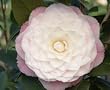 Nuccio's Pearl Camellia, Five Gallon Plant by Monrovia Growers