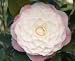 Nuccio's Pearl Camellia, Five Gallon Plant by Monrovia Growers