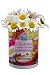 Gifts that Bloom Children's Garden Wildflower Seed