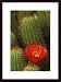Art Poster Wood Framed Print - Cactus with Red Flower - Artist: - Poster Size: 20 X 16