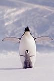 Penguin and Chick Poster (#117)