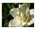 Gardenia with morning dew Art Photographic Poster Print by Olga Curd, 20x16