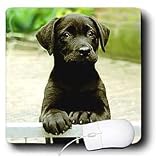 Dogs Labrador Retriever - Cute Labrador Puppy - Mouse Pads