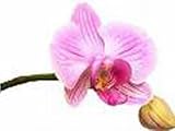 Kitchen & Housewares : Dyson Gift Bag Mini Size - Pink Orchid