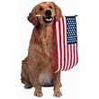 Golden Retriever Dog With US Flag Die-Cut Photographic Magnet