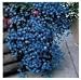 Grow Your Secret Garden Lobelia Pendula Sapphire- 1500 Seeds
