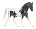 Warmblood - Black&White
