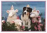 Aussie and Sheep Birthday Card