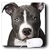 terrier5 - Dogs Pitbull American Pit Bull Terrier Puppy Mouse