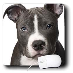 Dogs Pitbull - American Pit Bull Terrier Puppy - Mouse Pads