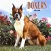 Boxers 2009 Calendar, 12x12