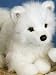 Sammy Samoyed Husky 16