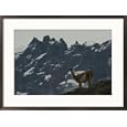 Guanaco (Lama guanacoe) Framed Art Poster Print by Skip Brown, 29x21