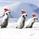 Christmas Cards - Luxury Box of 12 - Penguins