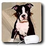 Dogs Boston Terrier - Boston Terrier - Mouse Pads