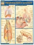 Respiratory System (Quickstudy: Academic) [Pamphlet]