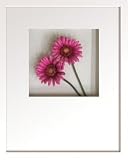 �s�t�����[�t���[���tHana concept frame Gerbera/rose�i�K�[�x��/���[�Y�j