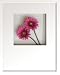 �s�t�����[�t���[���tHana concept frame Gerbera/rose�i�K�[�x��/���[�Y�j