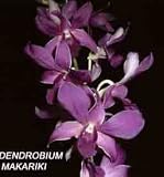Dendrobium Makariki Blue