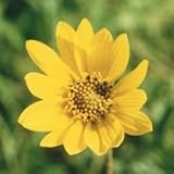 Western Sunflower (Helianthus occidentalis) - Jumbo Wildflower Seed Packet