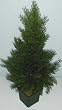 24" INDOOR/OUTDOOR Cedar Arborvida Plant