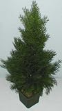 24 INDOOR OUTDOOR Cedar Arborvida Plant