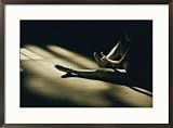 A dance student adjusts a toe shoe Framed Art Poster Print by Robert Madden, 29x21