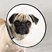 Pet Supplies : Dog Elizabethan Collar X-Small 8" For Fast Healing