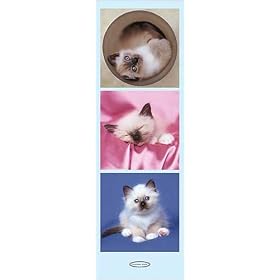 Kittens by Rachael Hale Poster Print, 11.75x35.5