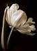 Champagne Tulip I - Artist: Charles Britt - Art Print Poster - With a Black Wood Frame - Image Size: 18.00 by 24.00 inches Art Print Poster - With a Black Wood Frame Image
