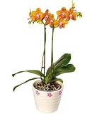 Review Bunches Florapost Ltd.  / Phalaenopsis Orchid Plant