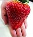 20 graines -Géantes Fraises- XXL