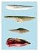 Four Flint Tools, Upper Paleolithic Period, 35000-10000 BC Photography Giclee Poster Print, 18x24