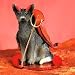 AUSTRALIAN CATTLE DOG Blue DEVIL Tiny One Figurine DTD87B