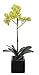 House of Silk Flowers Artificial 17-Inch Phalaenopsis Orchid, Mini, Green