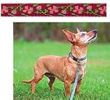 Adj. Collar 10-16x1/2-Cherry Blossom