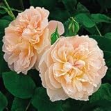 バラ苗 メアリーマグダリン 大苗ＥＲ6Ｌ専用角鉢入 ピンク系 イングリッシュローズ