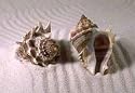 Great Gourmet Queen Conch 5 lb. Box