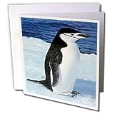 Birds - Penguin - Greeting Cards-6 Greeting Cards with envelopes