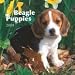 Beagle Puppies 2009 Mini Wall Calendar